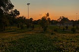 The sun sets over a field of clovers in a city park.