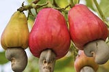 Are cashew nuts taking away barakah from our lives?