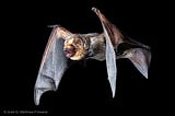 A new tool for visualizing bat detections across North America