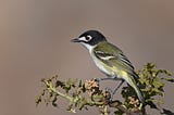 A bird sits at the end of a branch.