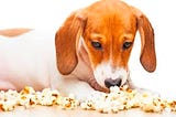 Can dogs eat popcorn? Is popcorn bad for dogs?