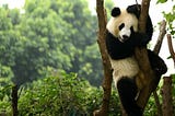 Pandas kütüphanesi ile Keşifsel Veri Analizi 📊