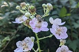 A honeybee feeding on a Himalayan blackberry flower