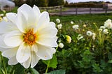 close up photo of a white flower in a field