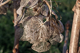 Image of a hydrangea blossom after the winter touched by the hand of decay.