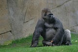 Gorilla in an enclosure