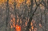 Sunrise through a bare forest