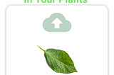 Plant Leaf Disease Detection Application