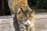I’m Sadder About My Cat Dying than I Am About Humans I’ve Lost (and why that makes sense)