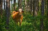 Silvopastures: Forest Cows for a Greener Future