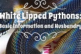 White Lipped Pythons: