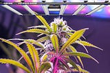 LED Grow Light is actually a very good invention