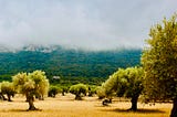 An olive grove in the mist