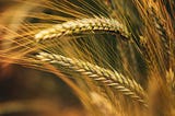 Wheat growing in a field