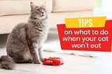Tips On What To Do When Your Cat Won’t Eat