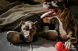 Puzzle Toys for High-Energy Dogs: How to Keep Them Mentally Stimulated