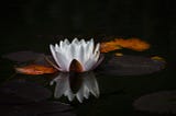 Fixing ADD by Learning Meditation