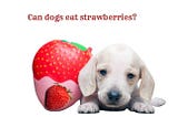 Can dogs eat strawberries? Here’s What dogs Vet Says