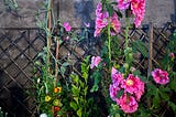 The Joy of Watering the Plants