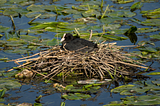 What Coot Chicks Can Teach Us