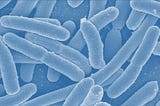CRISPR E. coli Detection — An Easy & Accurate Way to Detect E. coli