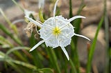 White bowl shape flower with yellow center about three to four inches in diameter on a three-foot-tall stem that grows out of a rock crevice in shallow water. There are six tentacle like petals protruding from under the bowl one to two inches beyond the edge of the bowl. The stems and flowers grow in clumps on these rocks in the river.