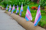 A row of small trans flags, planted in a flowerbed alongside a path