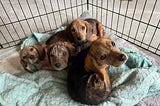 Litter of Beagle Puppies Found in a Dumpster Find Loving Homes