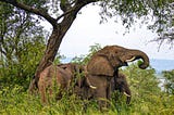 “The Majestic Giants: A Closer look at the African Elephants”