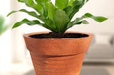 Terracotta Plant Pots (Round), Pots for Plants, Clay Pots for Plants, Flower Pot, Earthen…