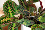 10 Pet-Friendly Indoor Plants
