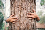 The dos and don'ts of tree care