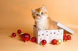 A cat’s Christmas