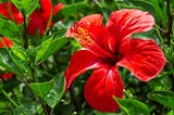 How to use Hibiscus in your Brewing Process
