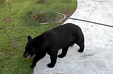 A large black bear walks on a driveway in front of a house.