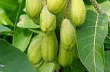 Bahera: The Forgotten Ayurvedic Superfruit That Can Transform Your Health