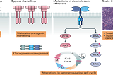 Role of Kinases in Cancer