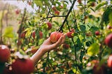 How to Pick Some Apples (The Stock)