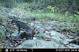 How to Set a Wildlife Camera Trap.