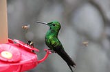 hummingbird and bees drinking from the same feeder, sharing the nectar