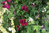 A profusion of blooms climbing a wall in the kitchen garden at Kew, UK.