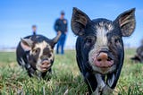 Pig Brain? The Promise and Peril of Xenotransplantation