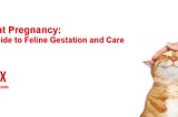 Understanding Cat Pregnancy: A Comprehensive Guide to Feline Gestation