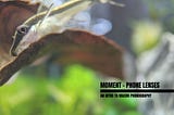 Aquarium Macro Phonography — A simple intro and lenses review