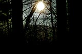 Moon seen through leafless forest trees