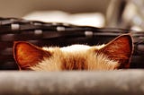 A cat hiding in a basket, with two ears popping out.