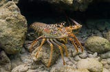 To Return Or Emerge – What Lobsters Can Teach Us About Mental Health Crises and Healing Society