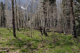 Apen grove in foggy Wasatch mountains