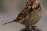 A sparrow cocking its head at the viewer