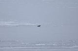 a juvenile common loon sits in a small opening of water on icy Cross Lake